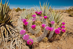 Hedgehog Cactus photo