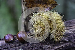 Hedgehog and chestnuts