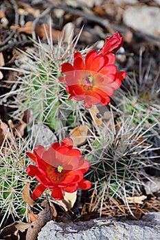 Hedgehog or Claret Cup Cactus Flowers, Echinocereus triglochidiatus, Chiricahua National Monument, Arizona photo