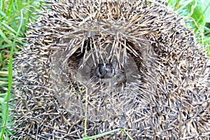 A hedgehog close up