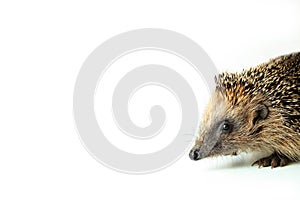 The hedgehog comes into the picture