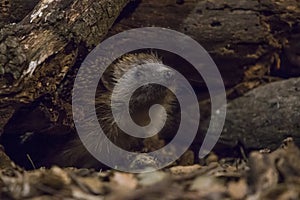 Hedgehog coming out of the burrow