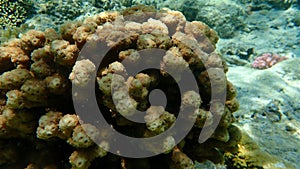 Hedgehog coral or prickly-pored coral (Echinopora hirsutissima) close-up undersea, Red Sea