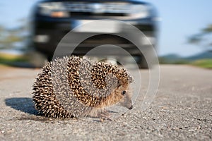 Hedgehog crossing street in front of an car