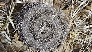 A hedgehog curled up in a ball.