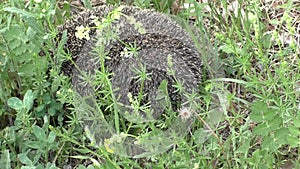 A hedgehog curled up in a ball. The common hedgehog, or European hedgehog, or Central Russian hedgehog Erinaceus europaeus