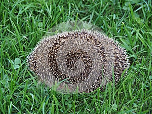 Hedgehog curled up in a ball on the grass close-up photo