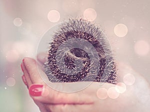 hedgehog cute hedgehog animal autumn little friend