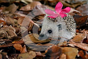 Hedgehog cute with a flower in the hair