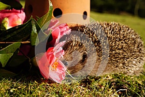 Hedgehog are so cute & very inquisitive