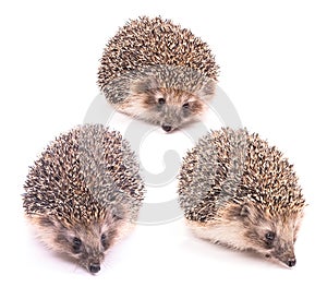 Hedgehog in different poses isolated