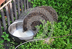 Hedgehog drinking milk in the garden. Attracting hedgehogs. Hedgehogs are lactose intolerant so please do not give them milk.