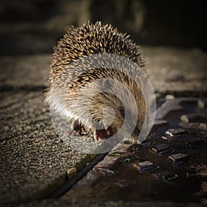 Hedgehog drinking water-UK