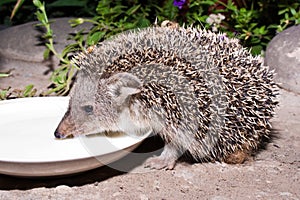 The hedgehog drinks milk