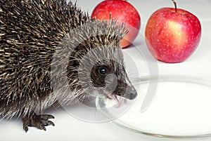 Hedgehog drinks milk