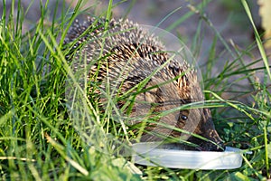 Hedgehog drinks milk