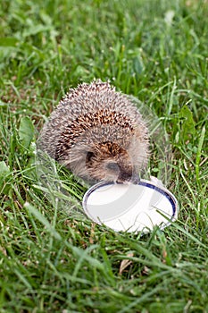 Hedgehog drinks milk