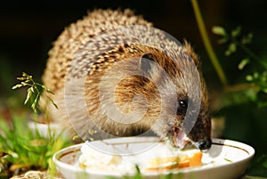 Hedgehog drinks milk