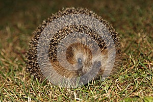 Hedgehog  Erinaceidae photo
