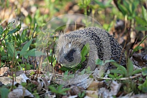 Hedgehog (Erinaceidae) Denmark