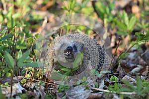 Hedgehog (Erinaceidae) Denmark photo