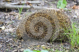 A hedgehog or erinaceinae is hidding