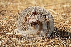 Hedgehog erinaceus albiventris hidding in the field