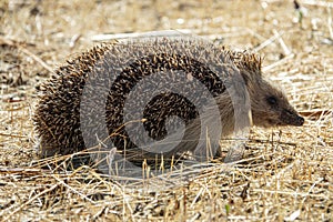 Hedgehog erinaceus albiventris hidding in the field