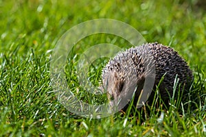 Hedgehog Erinaceus europaeus