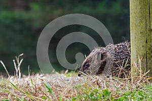 Hedgehog, Erinaceus europaeus