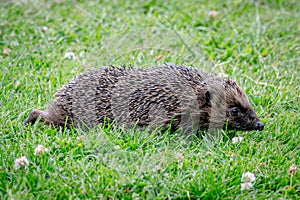Hedgehog, Erinaceus europaeus