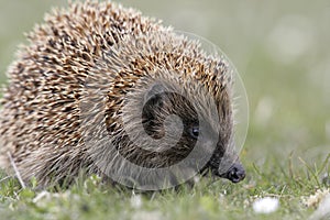 Hedgehog, Erinaceus europaeus