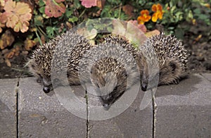 Hedgehog, Erinaceus europaeus