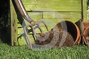 Hedgehog, Erinaceus europaeus