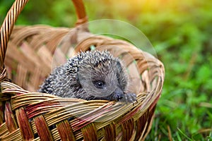 Hedgehog Erinaceus Europaeus in a basket on green grass