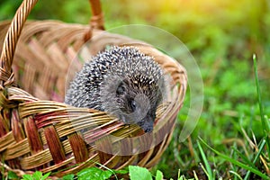 Hedgehog Erinaceus Europaeus in a basket on green grass