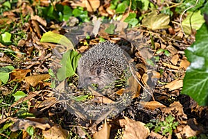 hedgehog Erinaceus Europaeus in the garden between dry foliage on a sunny autumn day