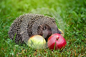 Hedgehog Erinaceus Europaeus on a green grass near apples