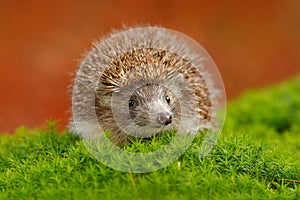 Hedgehog, Erinaceus europaeus, on a green moss at the forest, photo with wide angle. Hedgehog in dark wood, autumn image.Cute funn photo