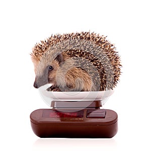 Hedgehog, Erinaceus europaeus, isolated