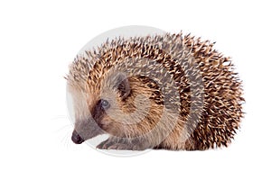 Hedgehog, Erinaceus europaeus photo