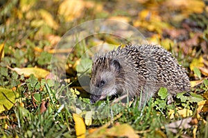 Hedgehog Erinaceus europaeus on a meadow with autumn leaves looking for food before winter, wildlife in a natural park or garden