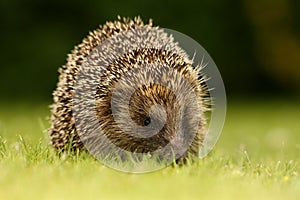 Hedgehog, Erinaceus europaeus