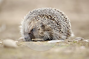 Hedgehog, Erinaceus europaeus