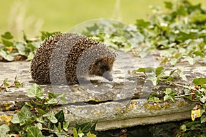 Hedgehog, Erinaceus europaeus