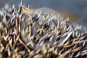 Hedgehog erinaceus europaeus spine with leaves, macro texture background