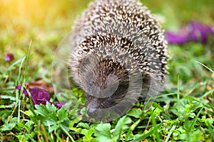 Hedgehog Erinaceus Europaeus wild, European hedgehog with purple flowers