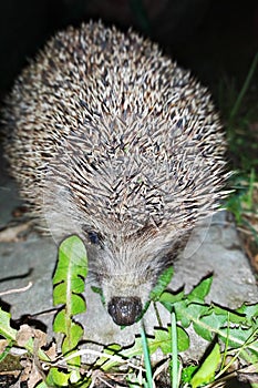 Hedgehog, Erinaceus europaeus wild, native, European hedgehog in the dark on the grass with green background. resident of the