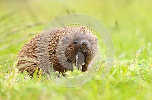 Hedgehog Erinaceus roumanicus