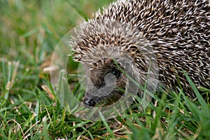 Hedgehog Face and Spines